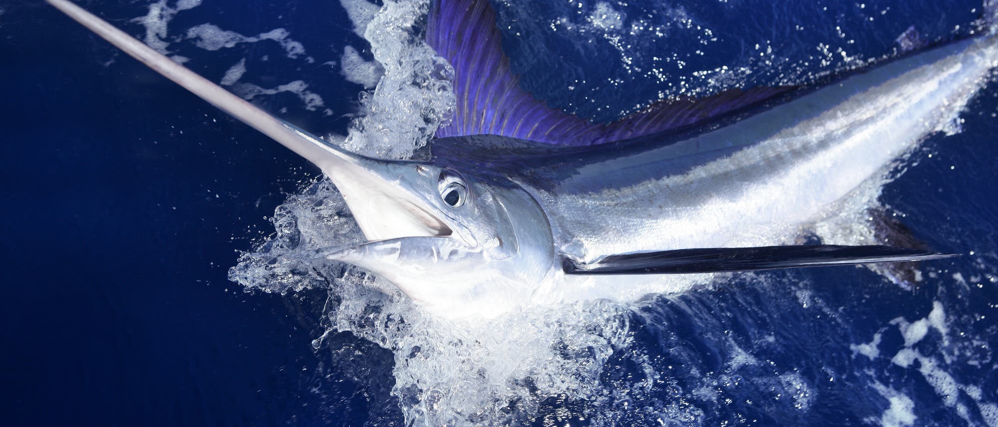 Schwertfische gehören leider zur beliebtesten Beute von Sportfischern Schwertfische gehören leider zur beliebtesten Beute von Sportfischern