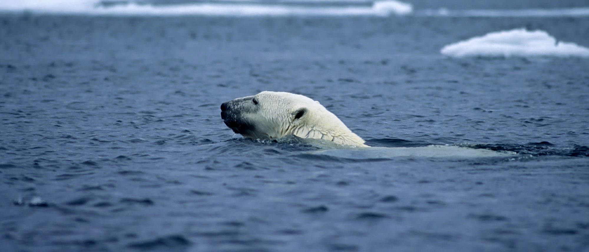 Schwimmender Eisbär Schwimmender Eisbär