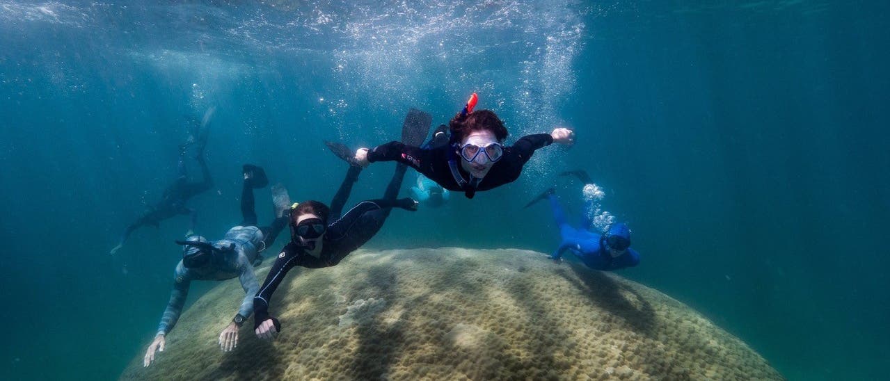 Taucher schwimmen über der Rekordkoralle Taucher schwimmen über der Rekordkoralle
