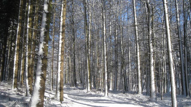 Schnee haftet an Baumstämmen