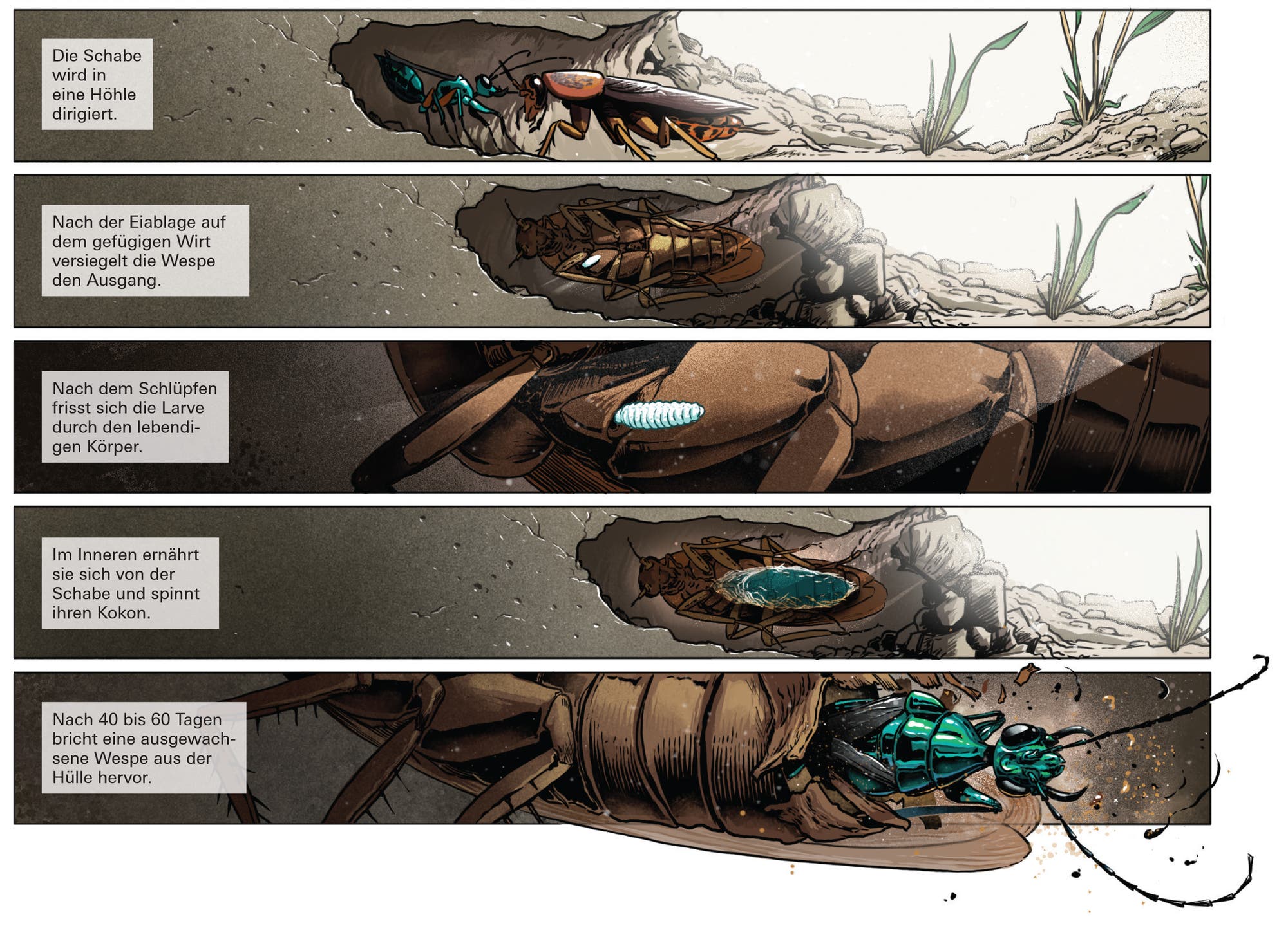 Graphic wasp against cockroach part 2