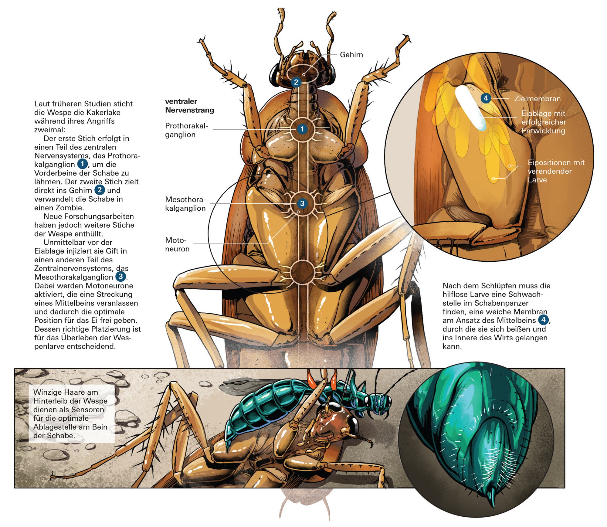 Wasp against cockroach part 3