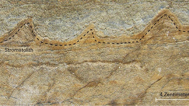 Ein 3,7 Milliarden Jahre altes Gestein mit Hinweisen auf Leben: Allen Nutman und seine Kollegen konnten bei der Analyse alter Gesteine kegelförmige, so genannten Stromatolithen ähnelnde Strukturen identifizieren (Umrisse durch gestrichelte schwarze Linien angedeutet). Bei diesen handelt es sich möglicherweise um Relikte bakterieller Aktivität.