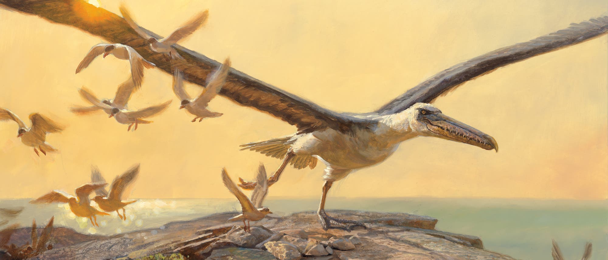 Pelagornis hebt ab Pelagornis hebt ab