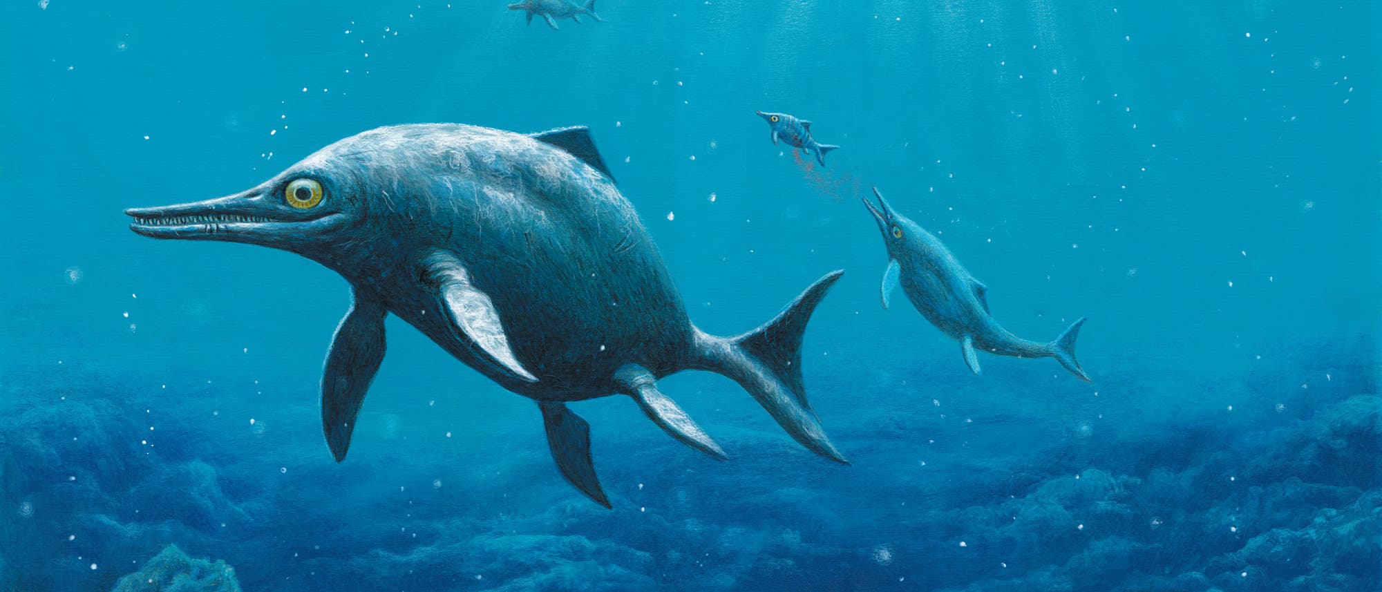 Mit ungefähr 9 Metern Länge war Temnodontosaurus platyodon ein riesiges Raubtier an der Spitze der Nahrungskette der frühen Jurazeit Mit ungefähr 9 Metern Länge war Temnodontosaurus platyodon ein riesiges Raubtier an der Spitze der Nahrungskette der frühen Jurazeit