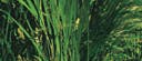 gras gras