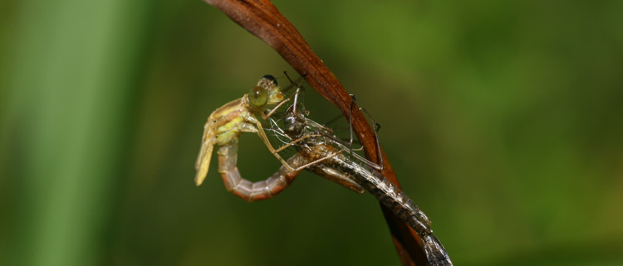 Libelle schlüpft Libelle schlüpft