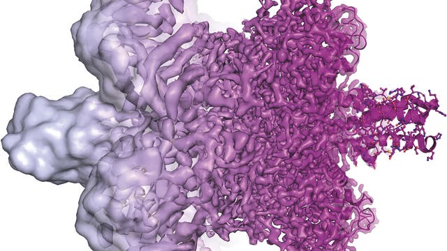 Die dreidimensionale Rekonstruktion der Struktur des Enzyms Glutamatdehydrogenase demonstriert die rapiden Fortschritte bei der Kryo-Elektronenmikroskopie. Seit 2013 erlaubt sie – vor allem dank neuer Detektoren – selbst bei einem Protein dieser Größe die Darstellung atomarer Einzelheiten (rechts) statt wie vormals nur vergleichsweise grober Umrisse (links).