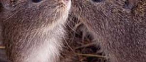 Meerschweinchen Meerschweinchen