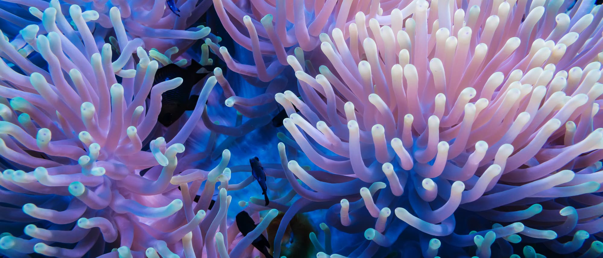 Seeanemone mit vielen Bewohnern Seeanemone mit vielen Bewohnern