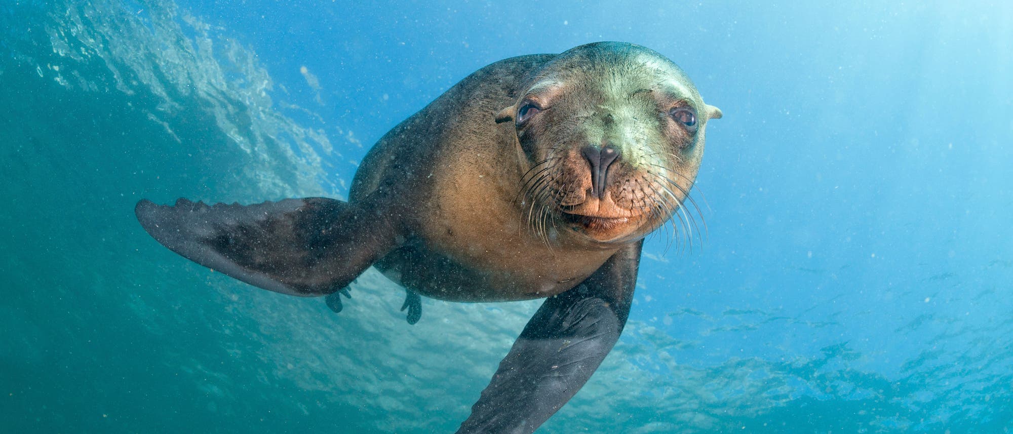 Seelöwe Seelöwe