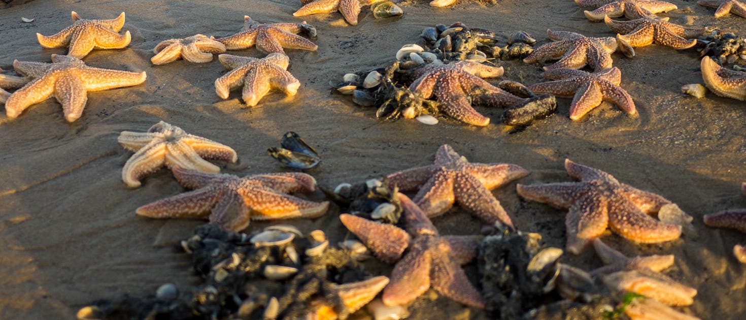 Seesterne am Strand (Symbolbild) Seesterne am Strand (Symbolbild)