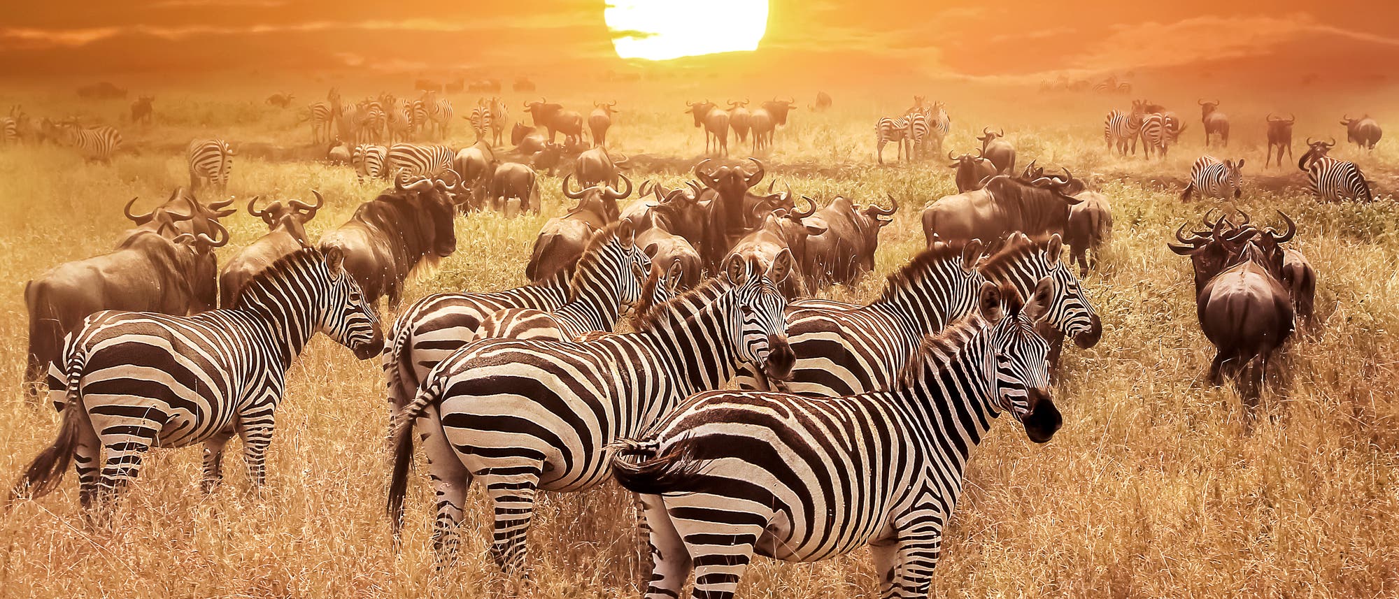 Tierherden in der Serengeti Tierherden in der Serengeti