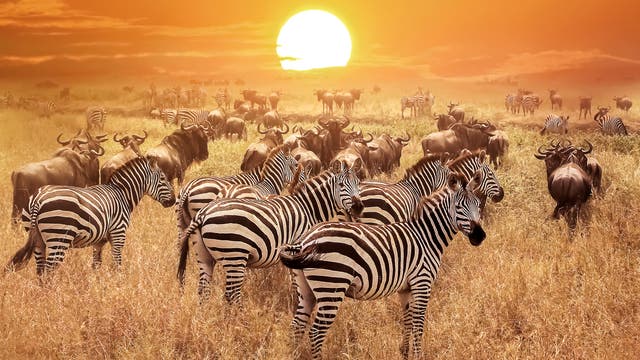 Tierherden in der Serengeti