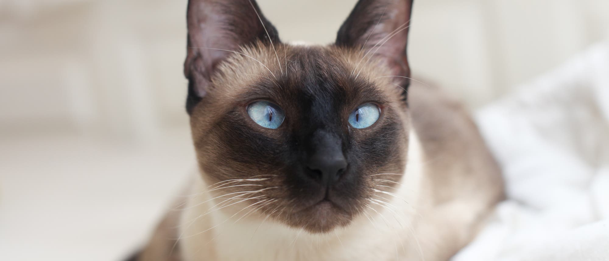 Die wahre Herkunft der Hauskatze Die wahre Herkunft der Hauskatze