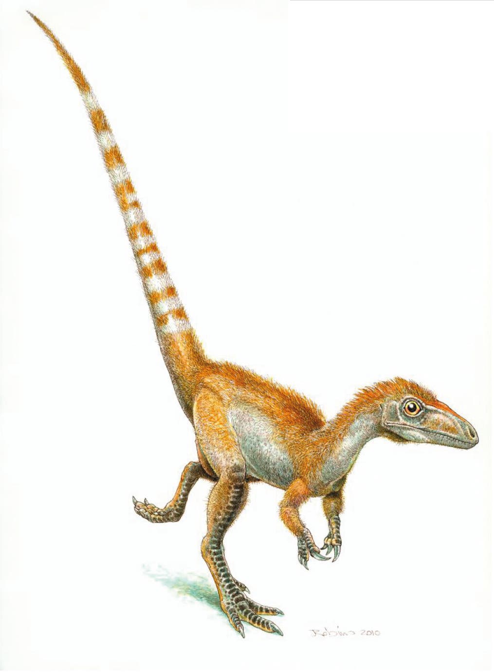 Rekonstruktion von Sinosauropteryx