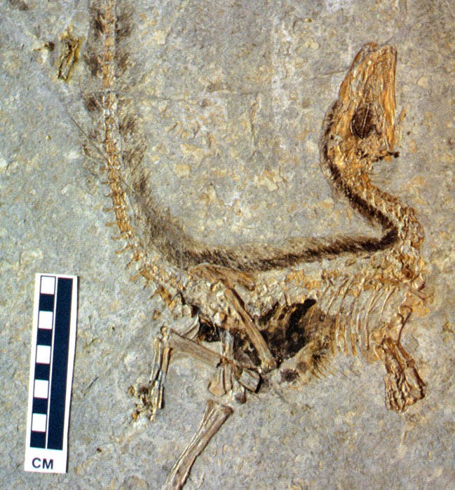 Sinosauropteryx als Fossil