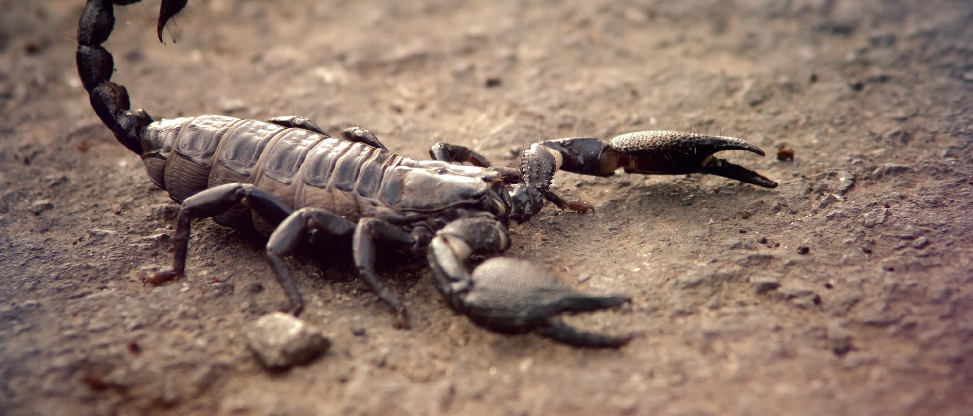 Skorpion Skorpion