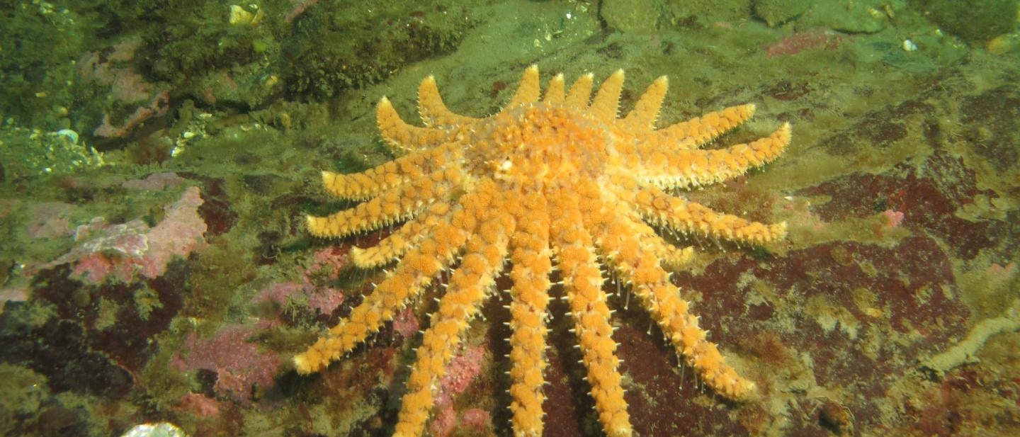 Sonnenblumensterne kommen an der nordamerikanischen Pazifikküste vor und gehören zu den größten Seesternarten der Welt Sonnenblumensterne kommen an der nordamerikanischen Pazifikküste vor und gehören zu den größten Seesternarten der Welt
