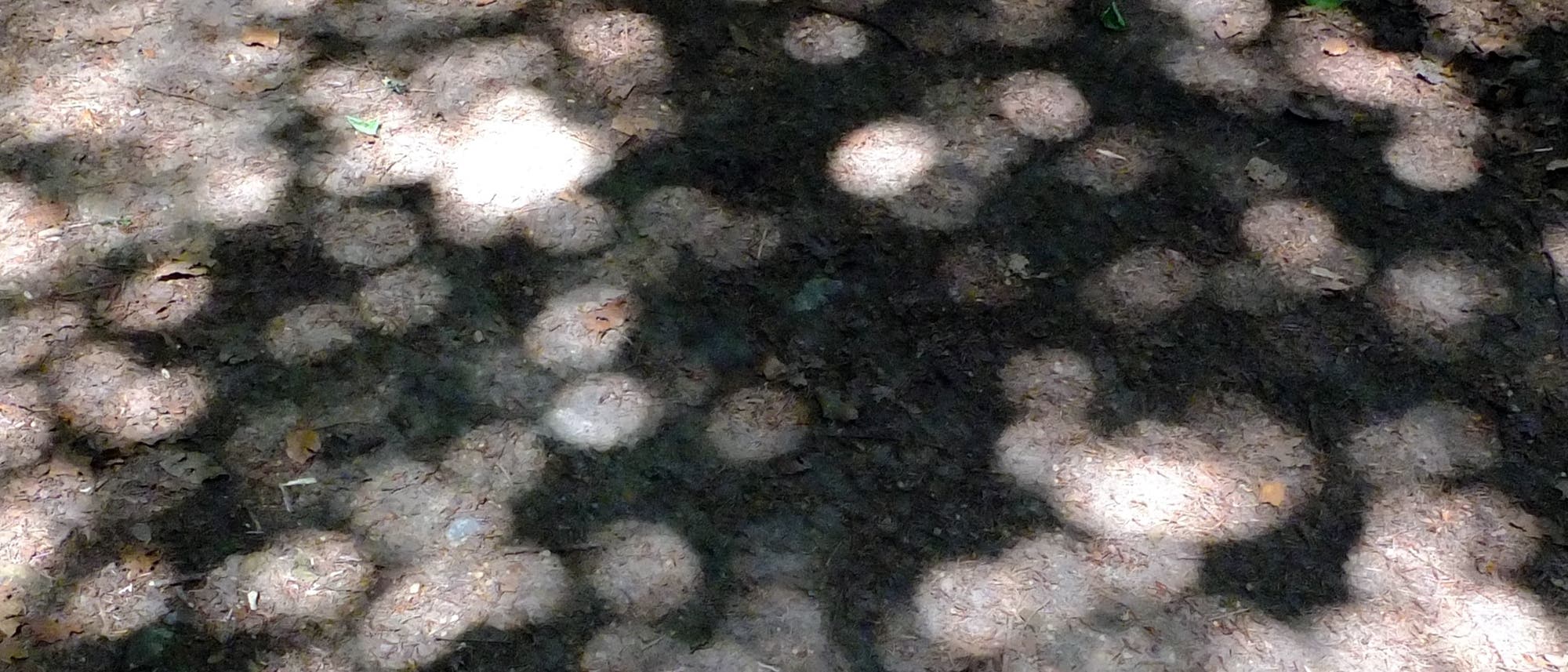 Auf den Boden unter einem Baum werfen kleine Öffnungen zwischen dem dichten Laubwerk viele Projektionen der Sonnenscheibe Auf den Boden unter einem Baum werfen kleine Öffnungen zwischen dem dichten Laubwerk viele Projektionen der Sonnenscheibe