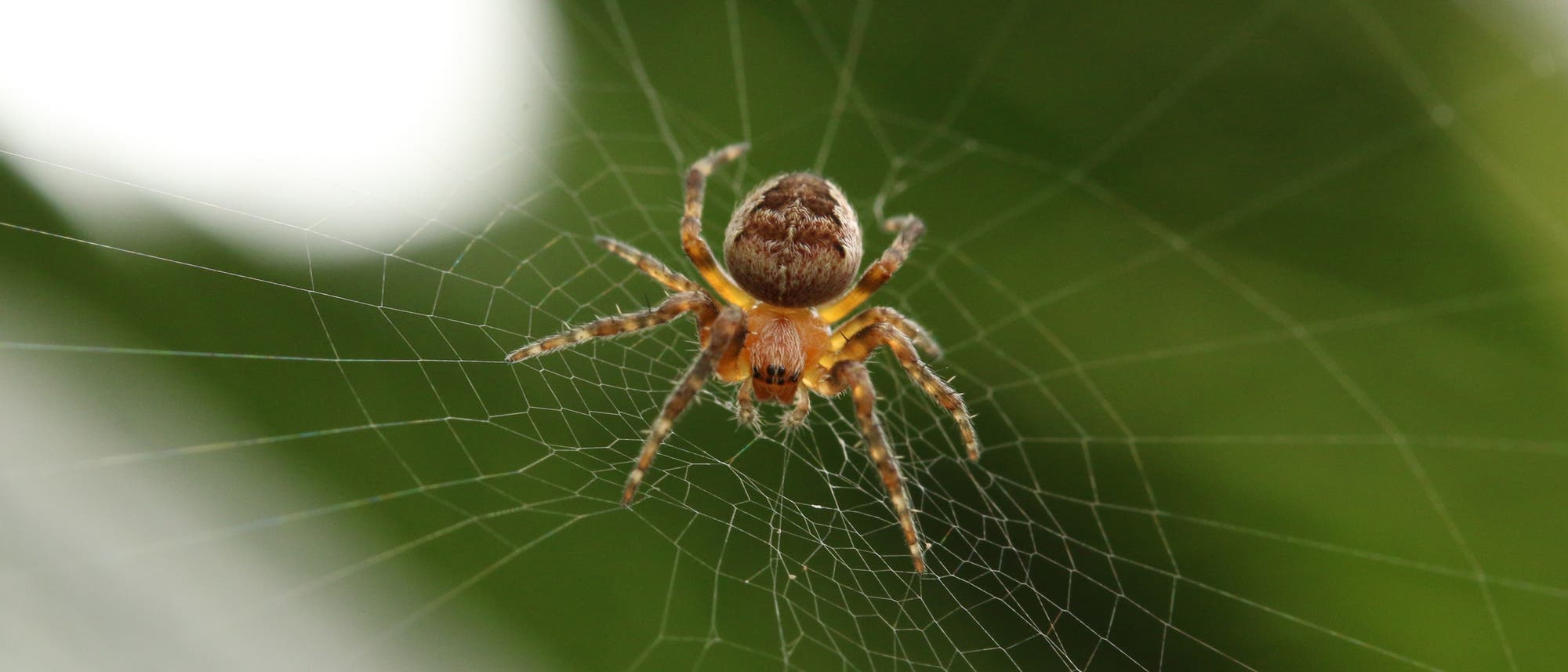 Spinne in ihrem Netz Spinne in ihrem Netz