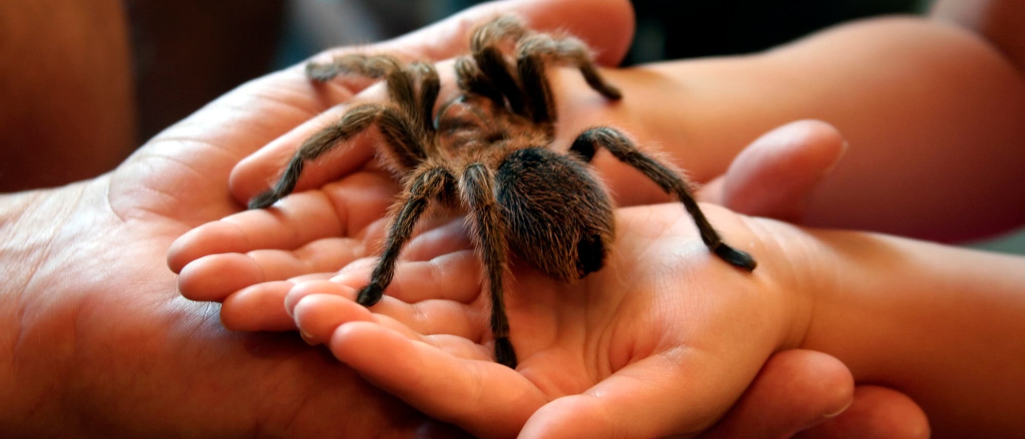 Vogelspinne auf Kinderhand Vogelspinne auf Kinderhand