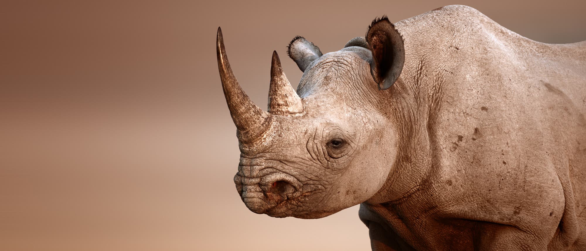 Spitzmaulnashorn Spitzmaulnashorn