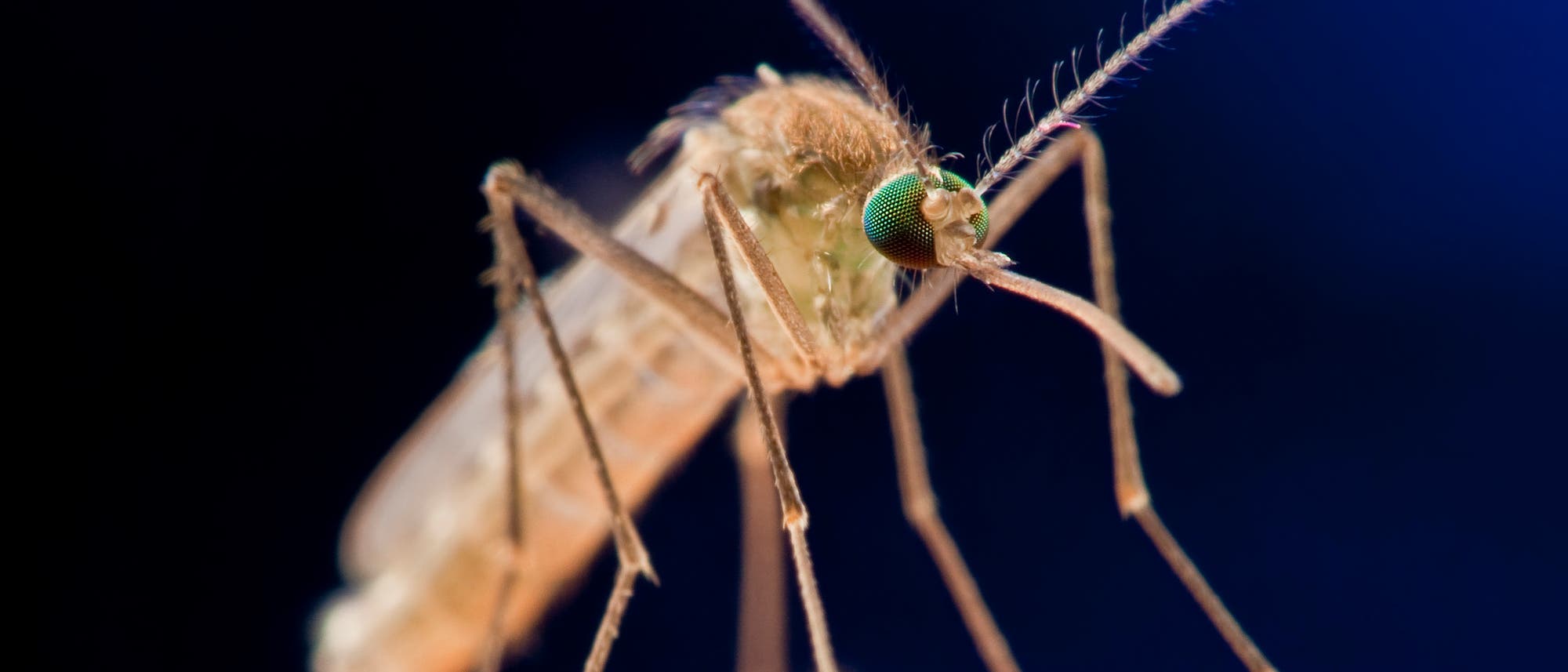 Stechmücke auf der Haut Stechmücke auf der Haut