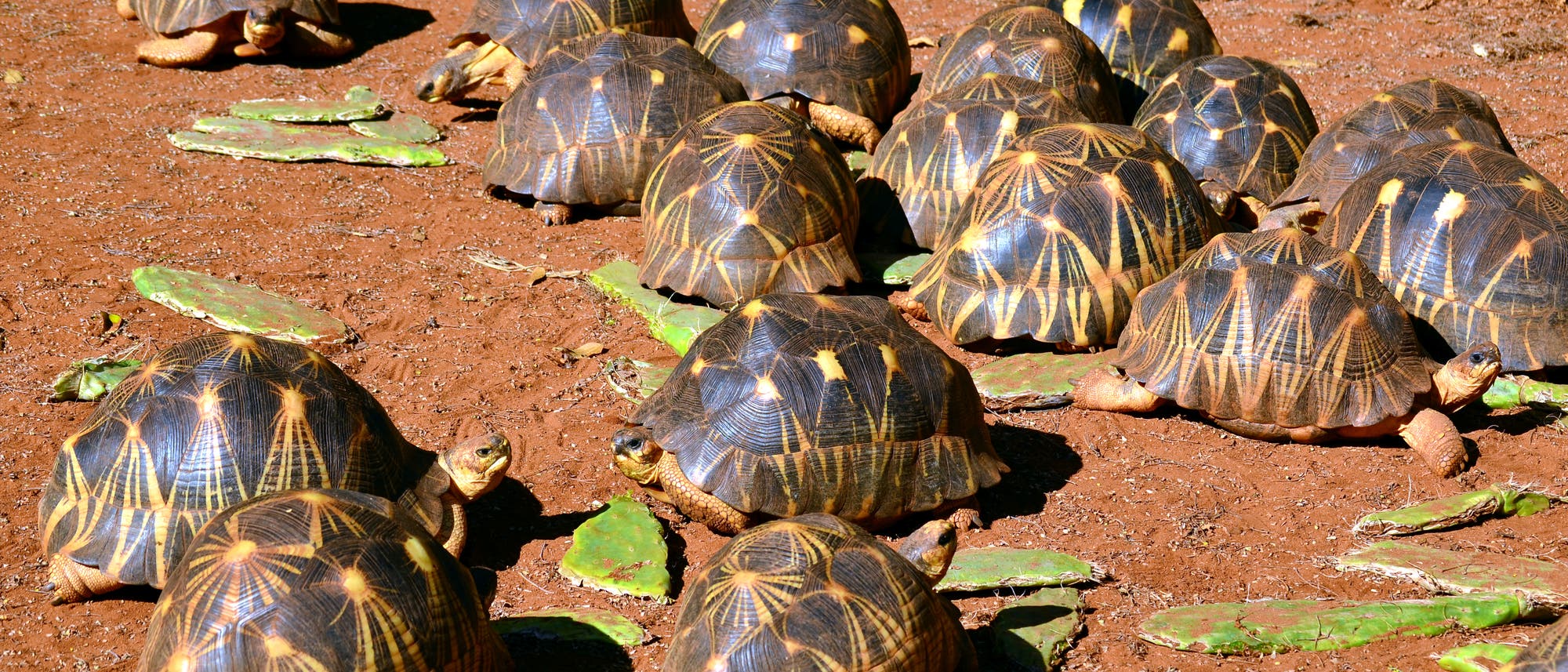 Strahlenschildkröten