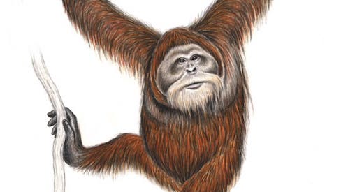 Sumatra-Orangutan