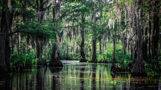 Sumpfeiben in Louisiana
