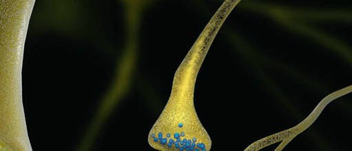 Synapse Synapse