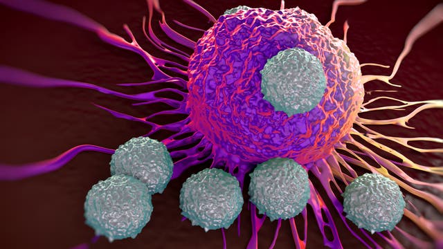 T-Lymphozyten attackieren eine Krebszelle