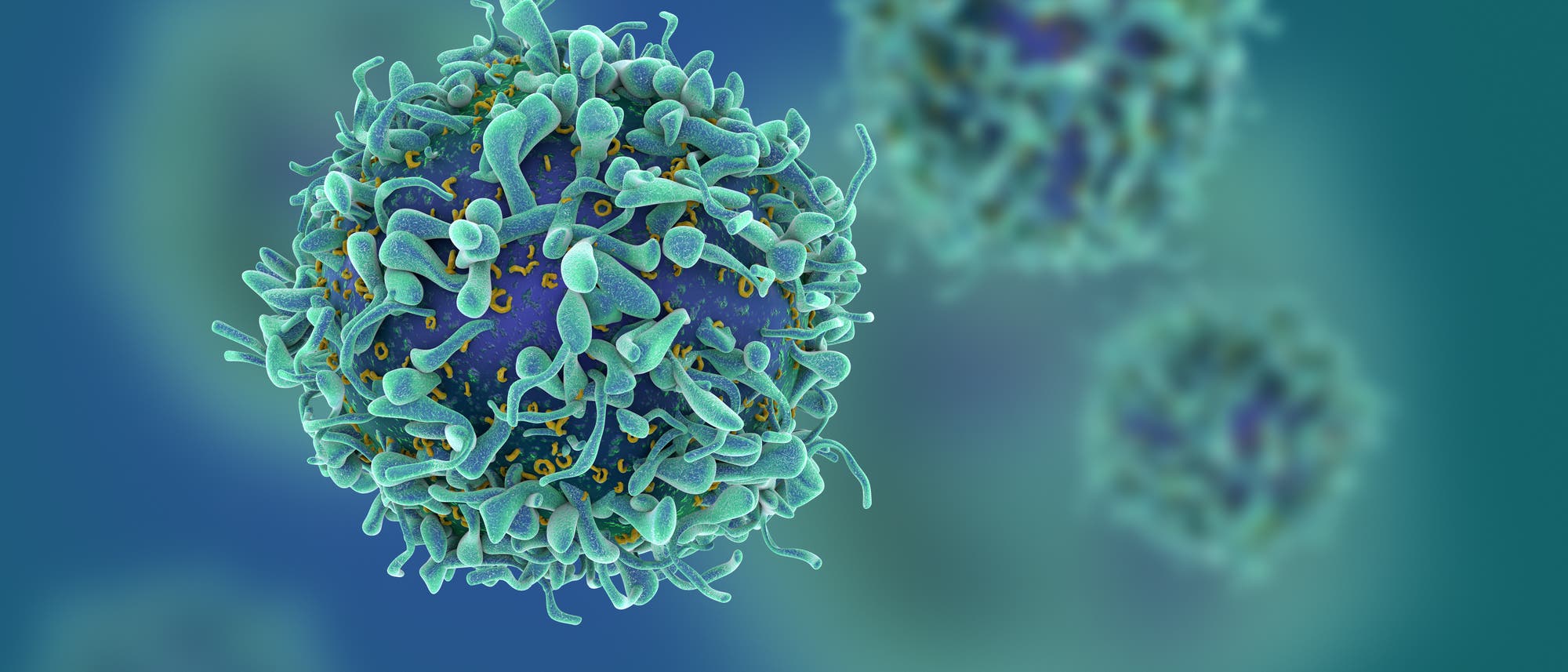 T-Zelle des Immunsystems T-Zelle des Immunsystems
