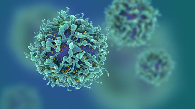 T-Zelle des Immunsystems