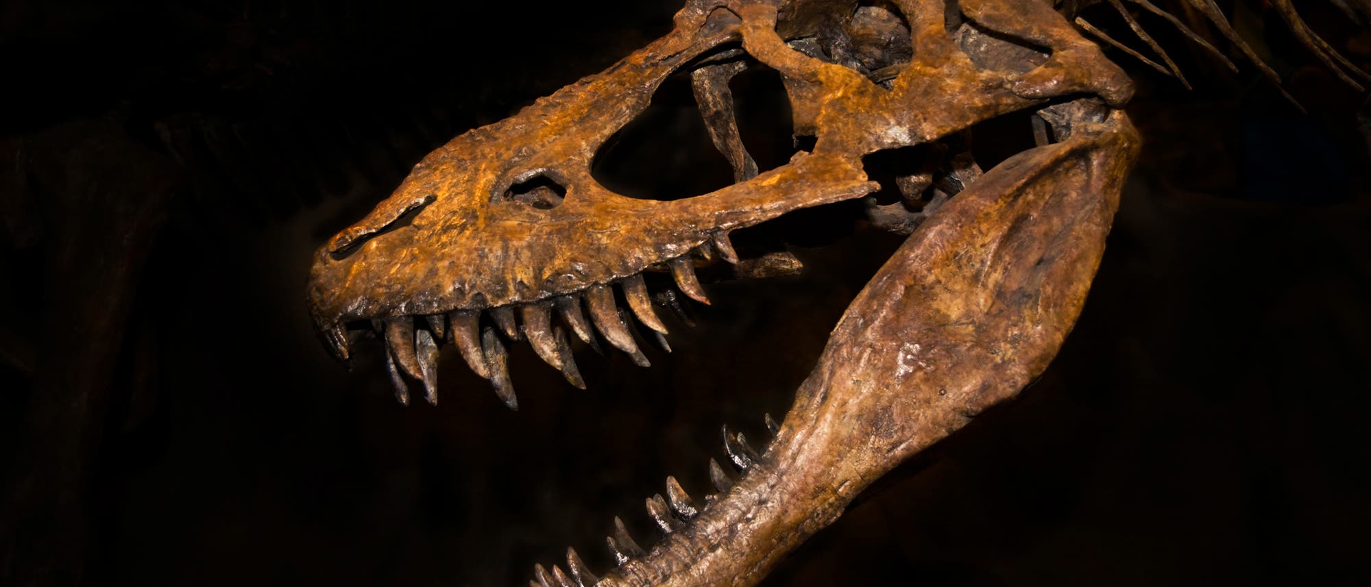 Schädel eines T. rex Schädel eines T. rex