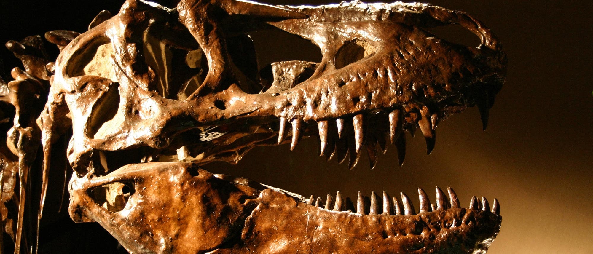 Tyrannosaurus rex Tyrannosaurus rex