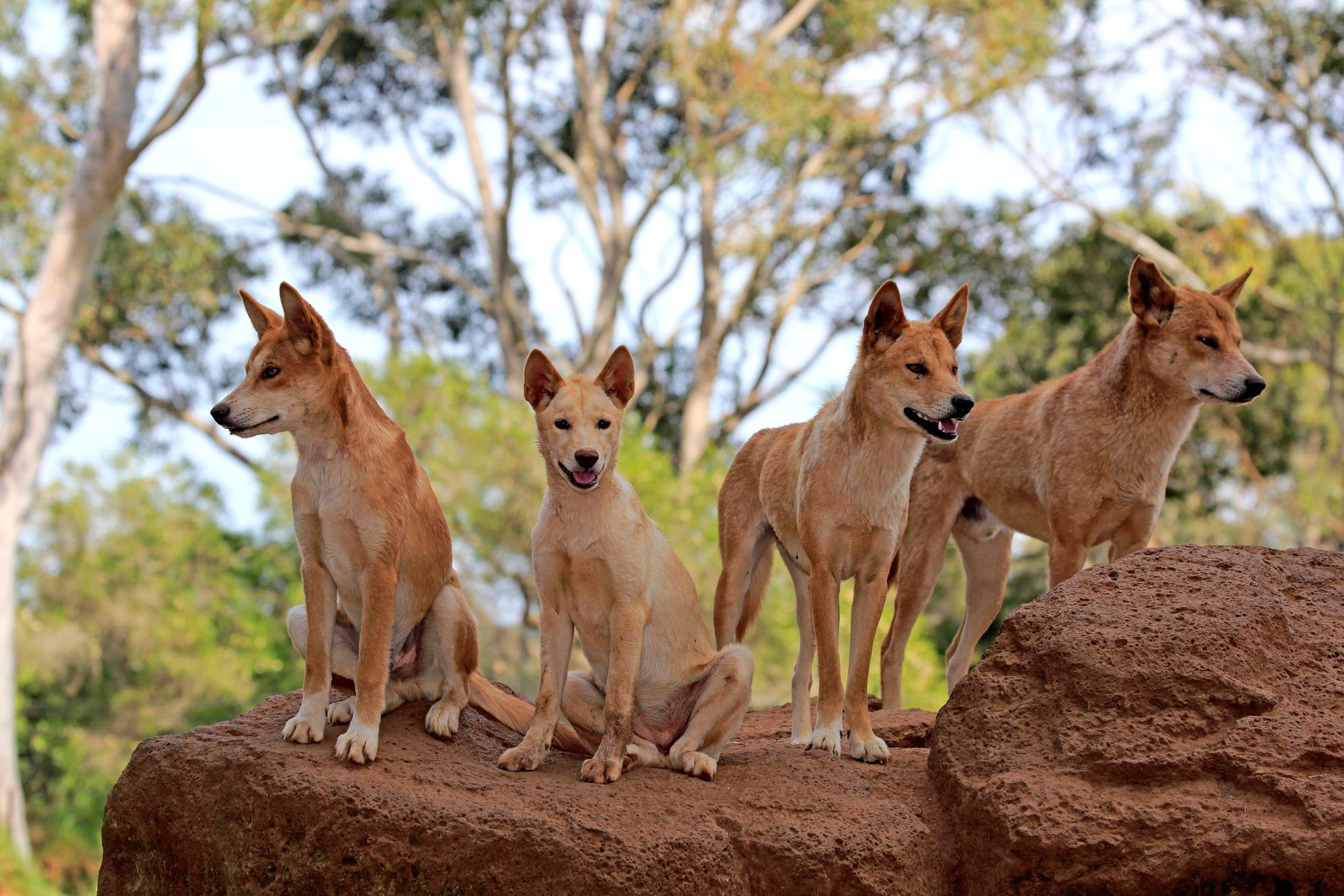 Die Dingos dieses Rudels auf Phillip Island im australischen Bundesstaat Victoria haben ein sandfarbenes Fell sowie einen schlanken Körper.