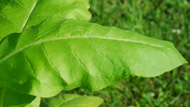 Blatt der Tabakpflanze