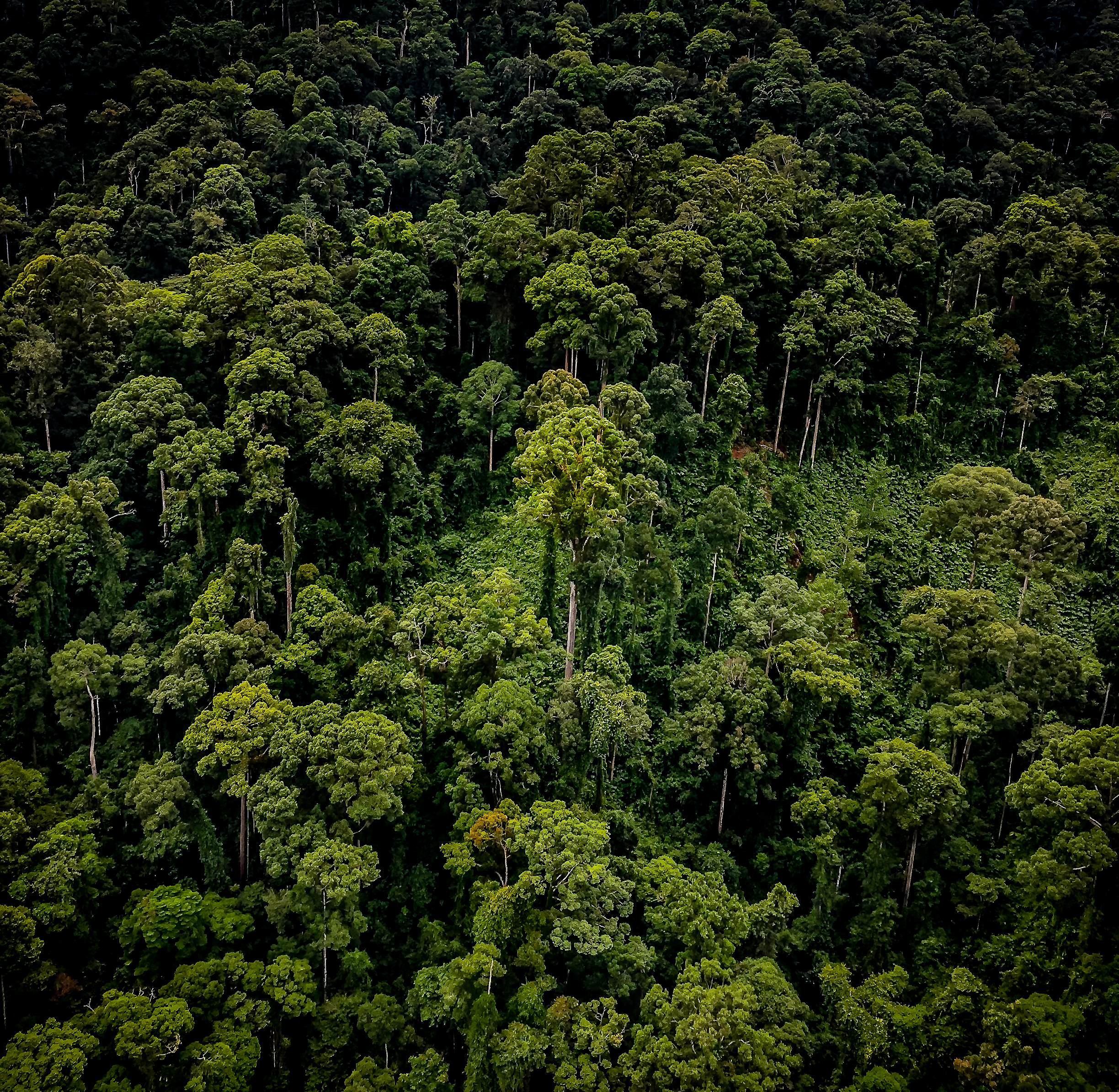 Der Baum in der Bildmitte ist über 90 Meter hoch - der höchste bislang bekannte Regenwaldbaum