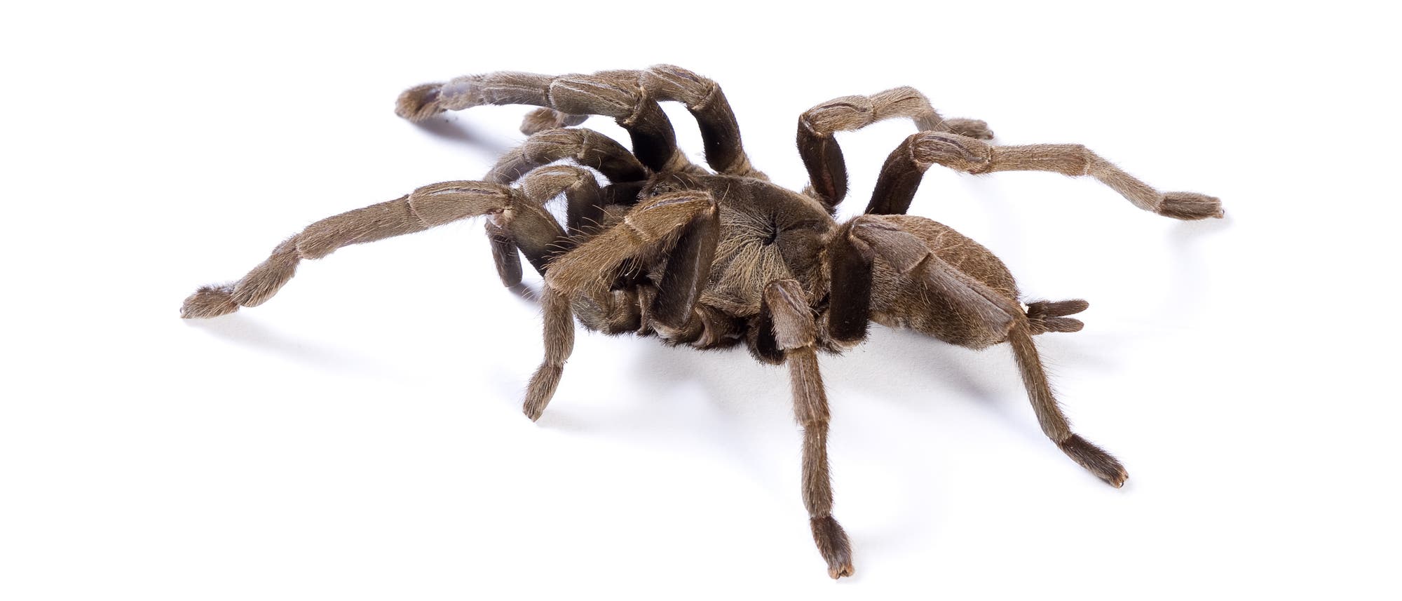 Vogelspinne Vogelspinne