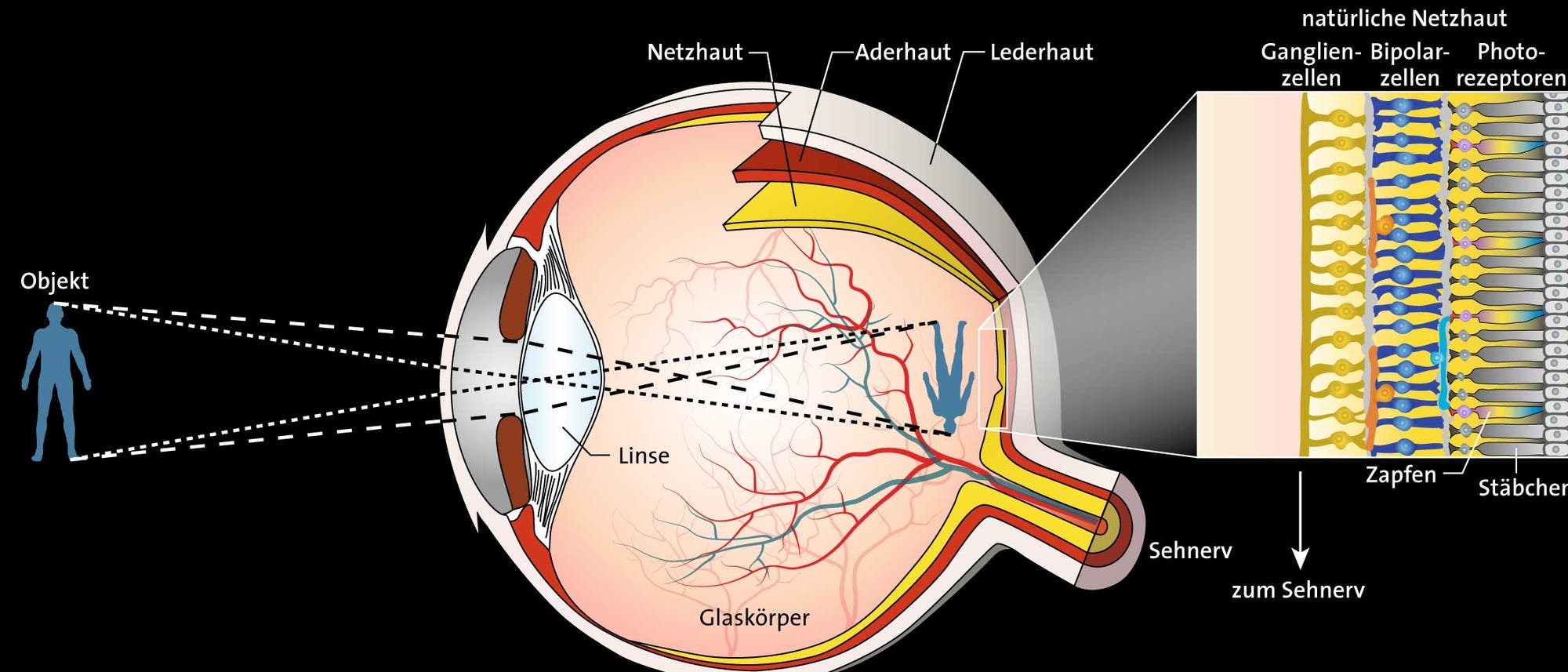 Das Auge Das Auge