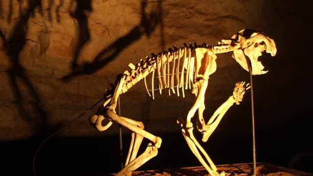Skelett des Beutellöwen Thylacoleo carnifex