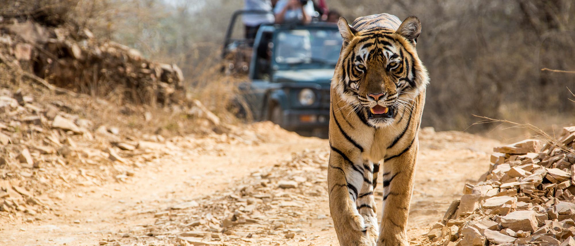 Bengalischer Tiger Bengalischer Tiger