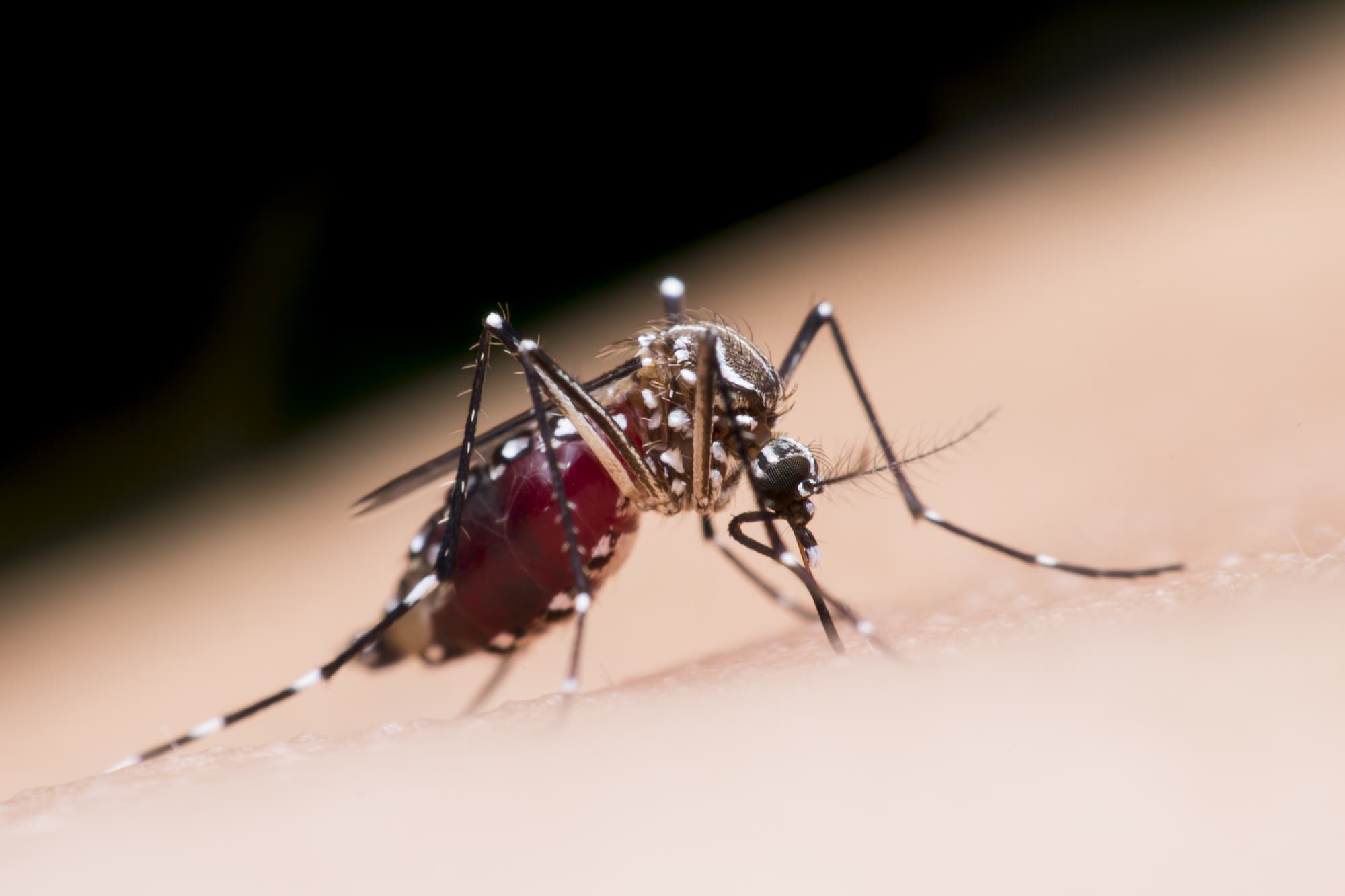 Eine Asiatische Tigermücke (Aedes aegypti) saugt sich an einem menschlichen Arm mit Blut voll.
