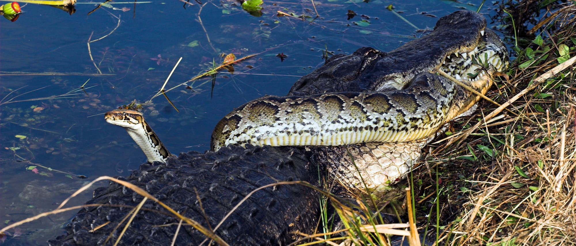 Tigerpython und Alligator kämpfen darum, wer wen fressen darf Tigerpython und Alligator kämpfen darum, wer wen fressen darf