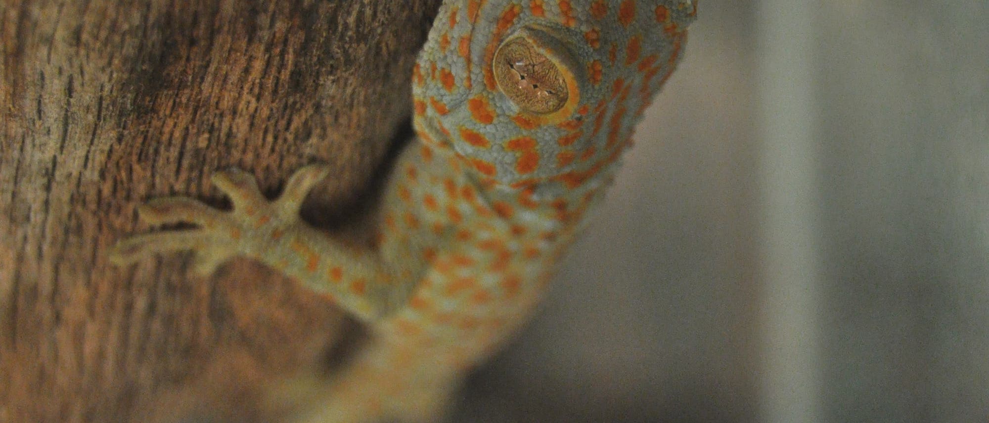 Gecko Gecko