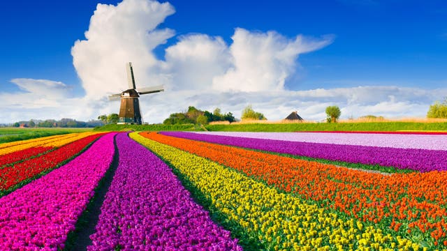 Zu schön, um kitschig zu sein - ein Meer aus bunten Tulpen erstreckt sich vor einer holländischen Windmühle