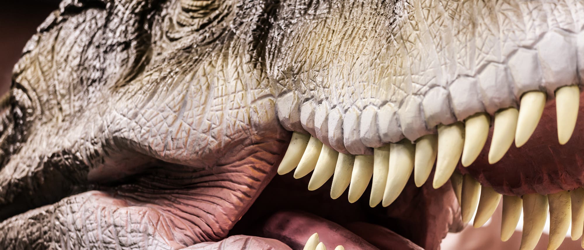 Ein Blick ins Maul des Tyrannosaurus rex Ein Blick ins Maul des Tyrannosaurus rex