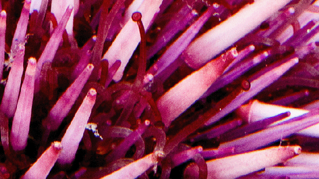 Purpurseeigel <i>(Strongylocentrus purpuratus)</i> 